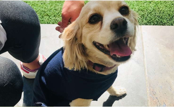 Sweater Mascota